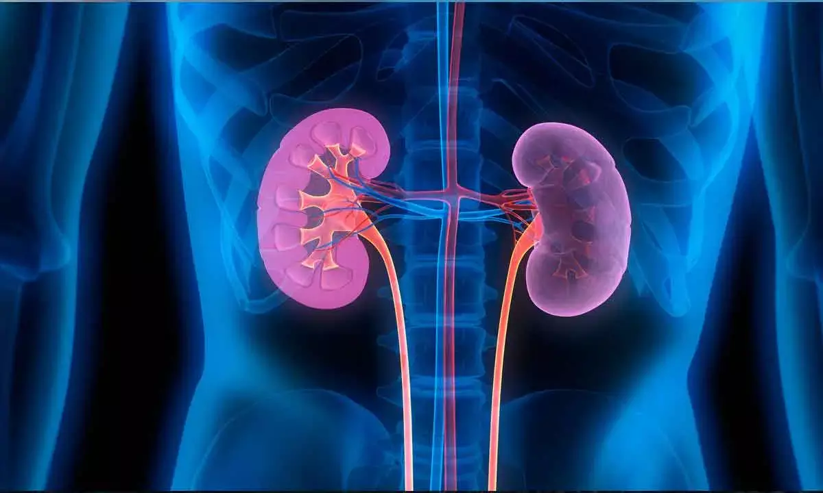 Low salt, less body fluids may help regenerate certain kidney cells: Study