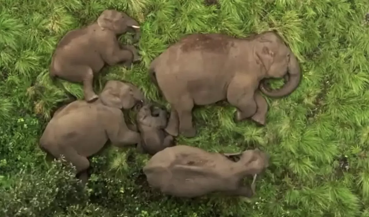 Nothing can be more mesmerising than this; a herd of elephants nestled together in slumber! Nothing can be more mesmerising than this; a herd of elephants nestled together in slumber!