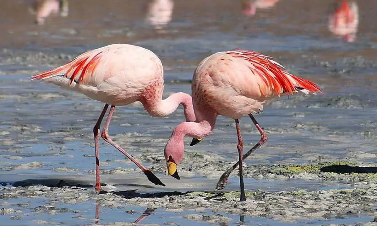 Emirates flight with 310 passengers has a brush with 40 flamingos