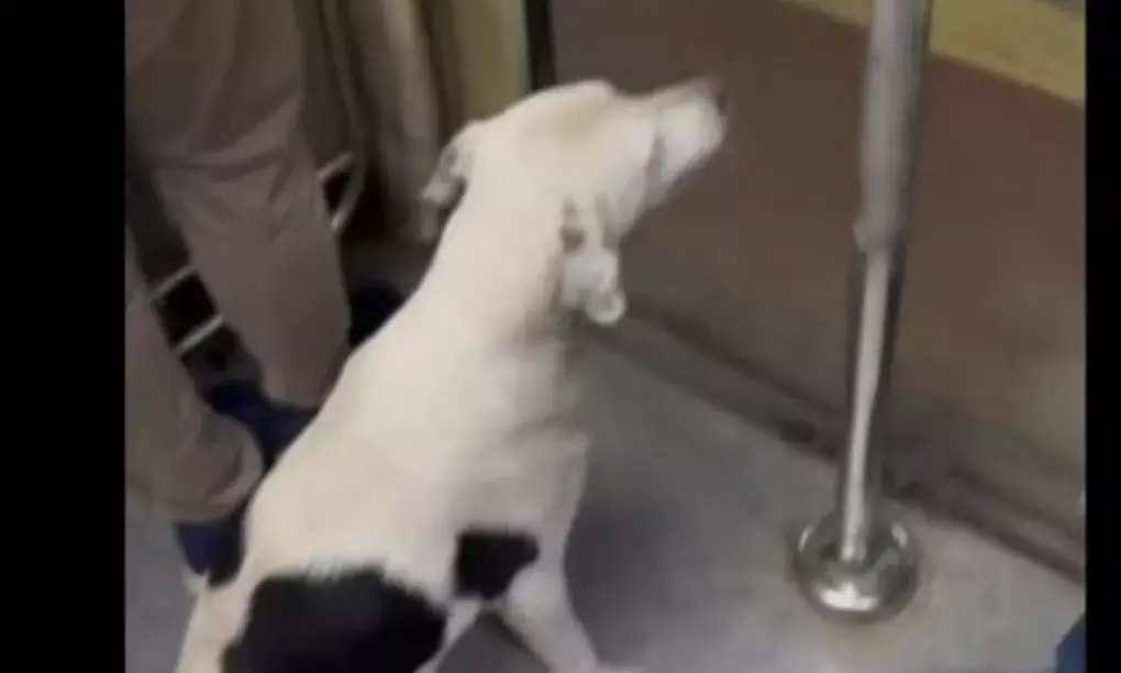 Mumbai local train hosts unexpected passenger; a stray dog hitches a ride! Watch heartwarming video