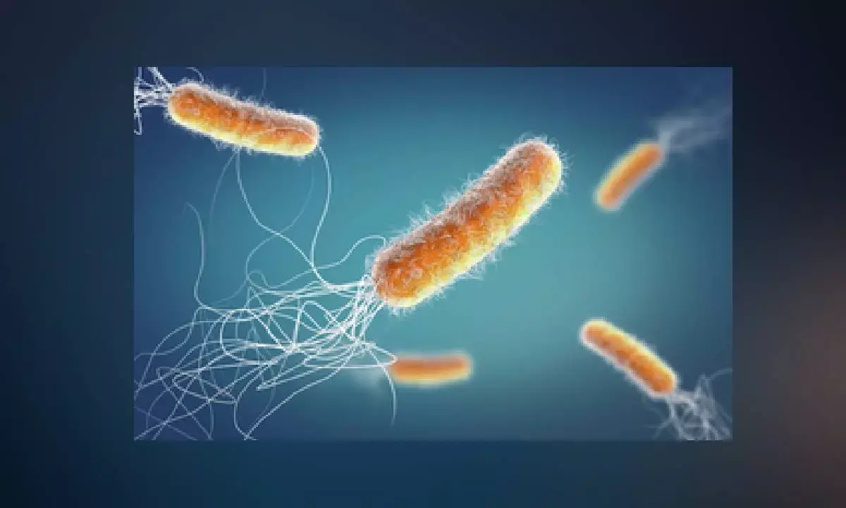 Study decodes how pathogens infect human lung tissue