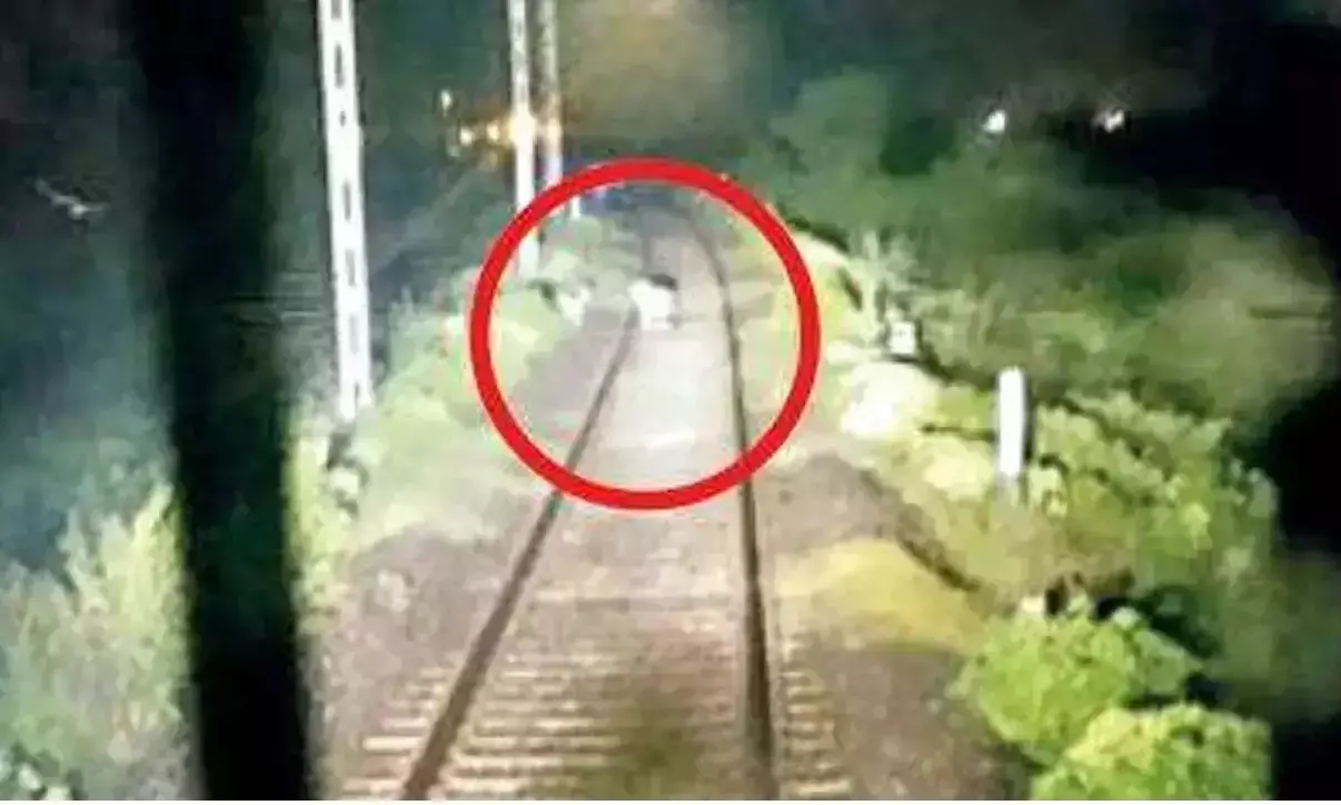 Loco pilot halts goods train instantly after seeing 10 lions on the tracks