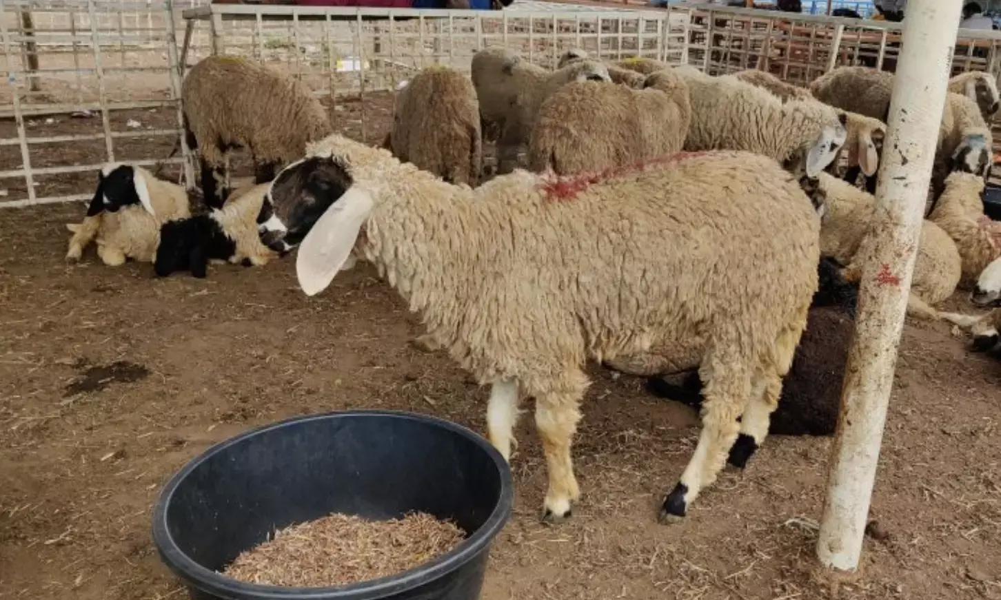 Hyderabad NGO Khidmaat Foundation dupes hundreds during Eid-ul-Adha