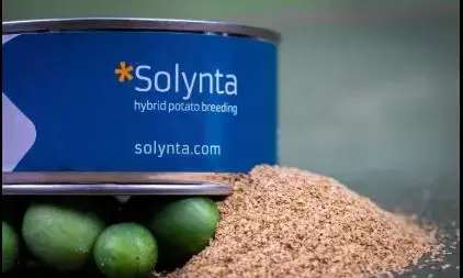 Bayer, Solynta join to advance true potato seed in smallholder markets