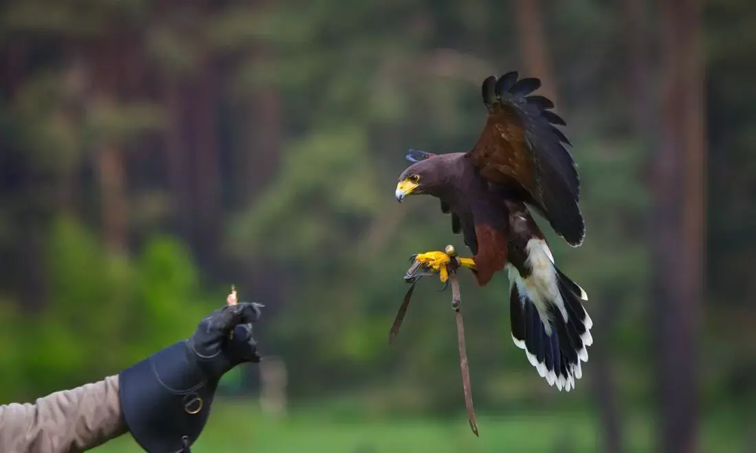 Soar with the Raptors the WonderDays Falconry Experience