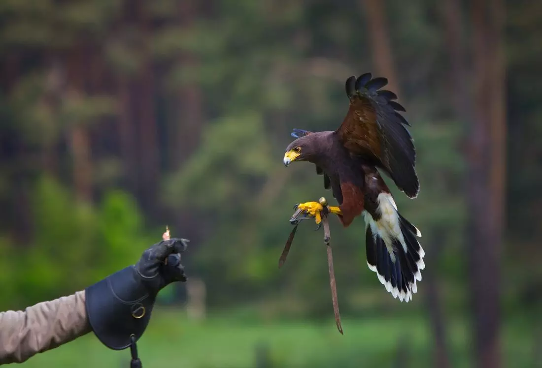 Soar with the Raptors the WonderDays Falconry Experience Soar with the Raptors the WonderDays Falconry Experience
