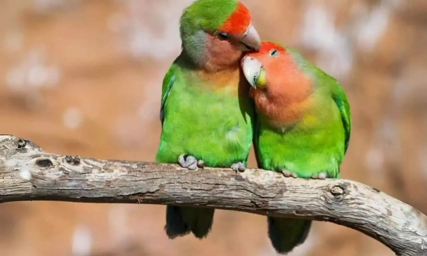 10 pet birds perfect for your home