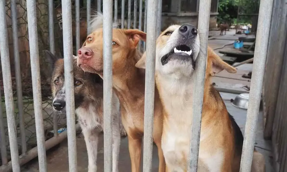 How financial strain can hurts pets too