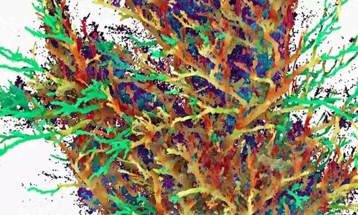 What makes good habitat from an animals point of view?