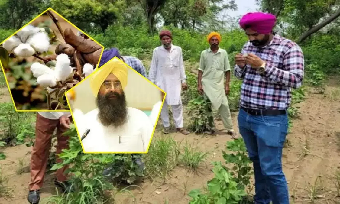 Punjab wants approval to BG-3 cotton seeds to curb pest attacks