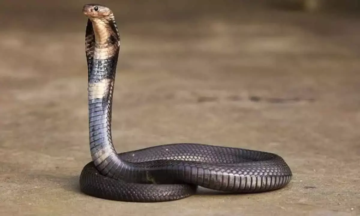 Heparinoids class of drugs could revolutionise snake bite treatment