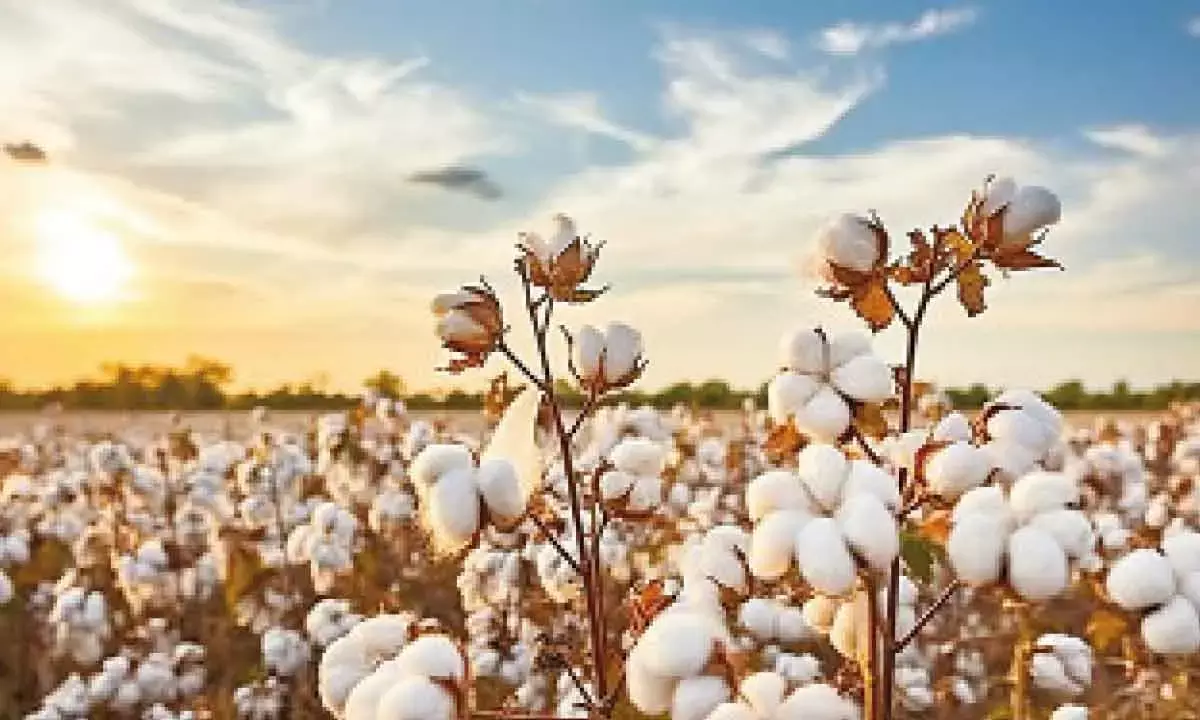 Industry urges farmers to avoid illegal cotton seeds