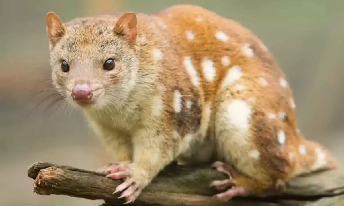 Why larger animals dont always have proportionally bigger brains