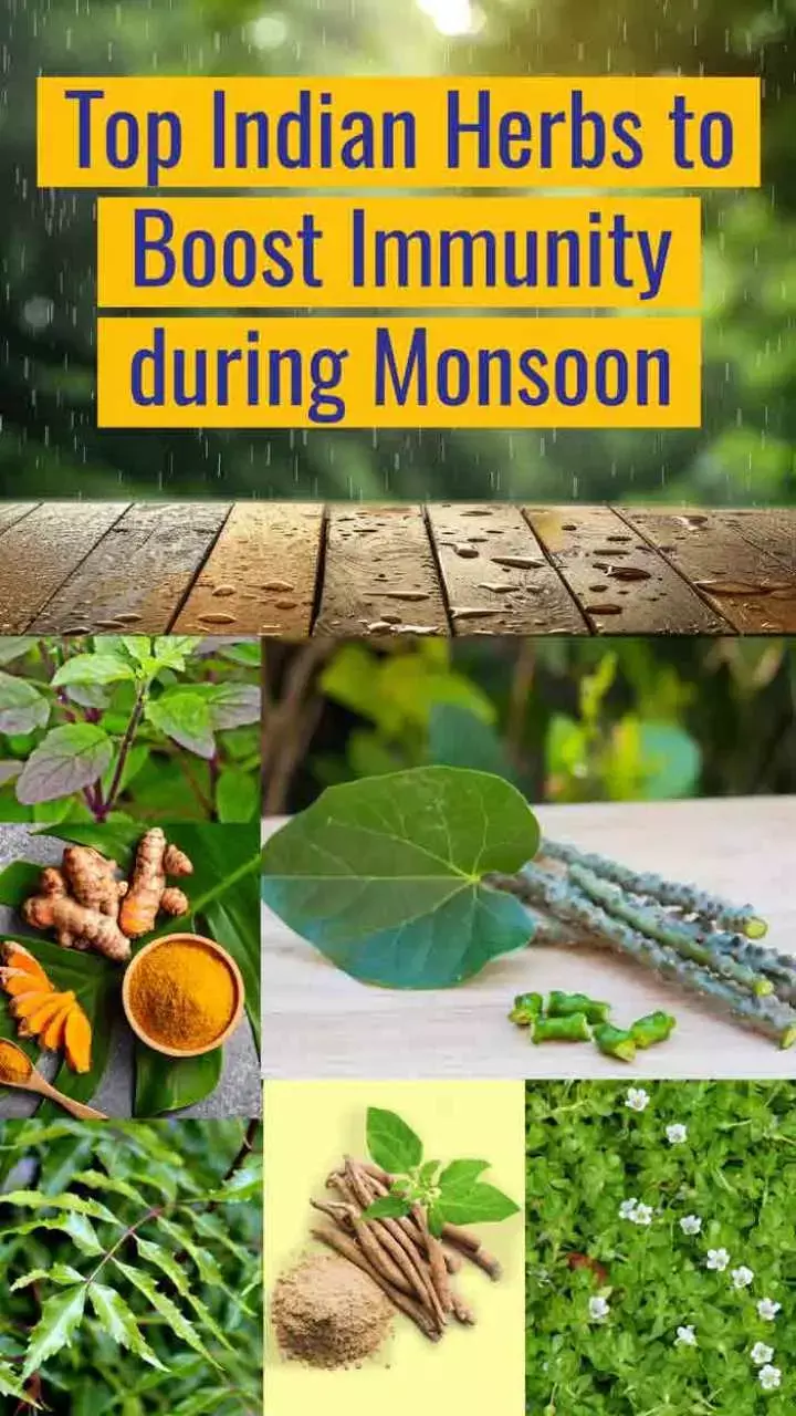 Top Indian Herbs to Boost Immunity during Monsoon
