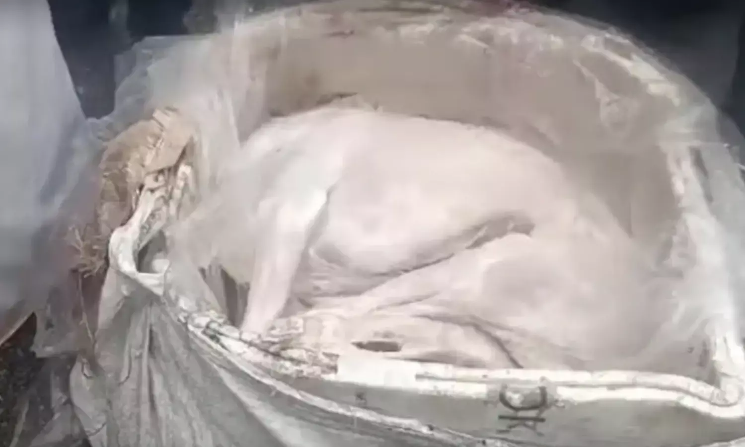 Bengaluru: Alleged dog meat scandal unveils; hundreds of kilos imported daily, claims report