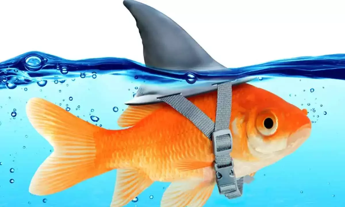 Govt mulls policy to check misleading ads