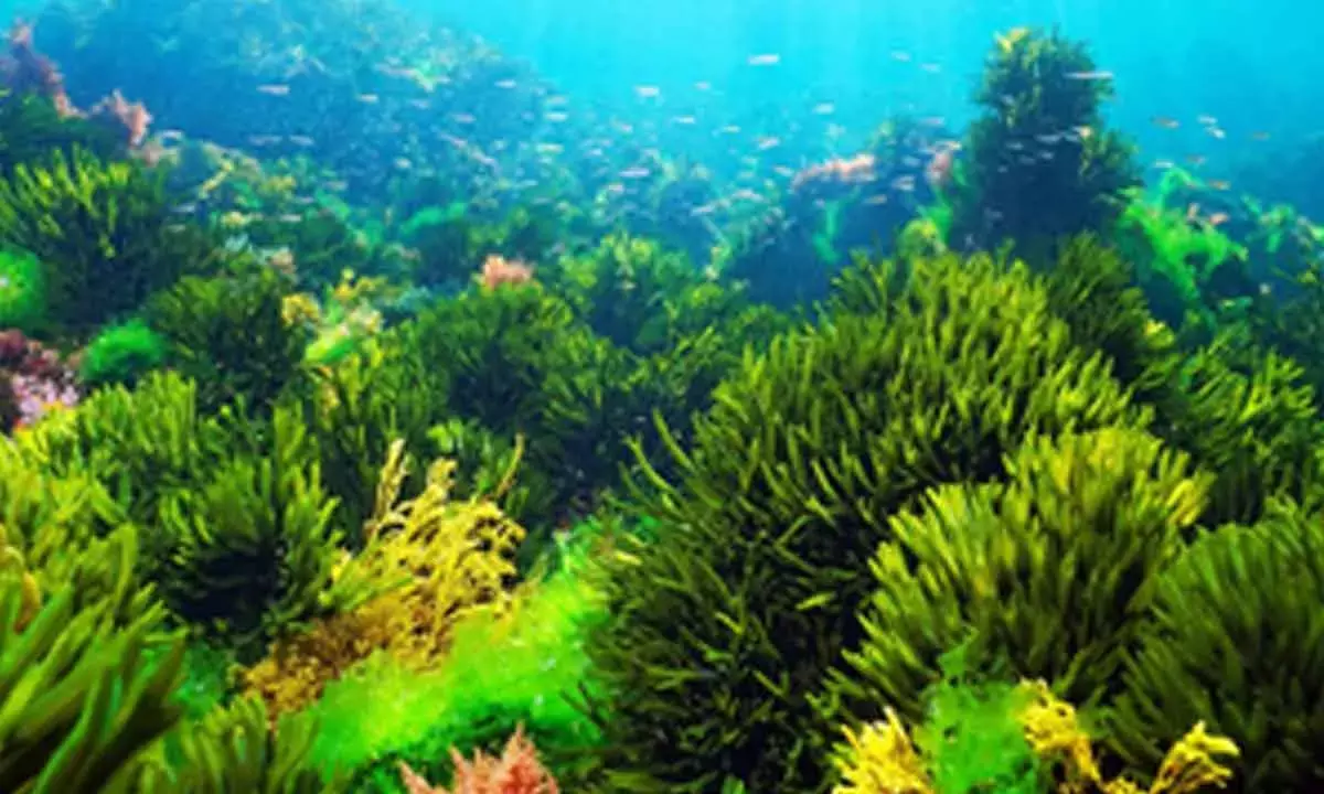 Earth life-environment interactions explored