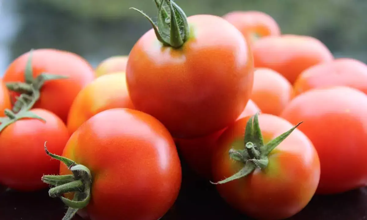 From Friday, Govt to sell subsidised tomatoes
