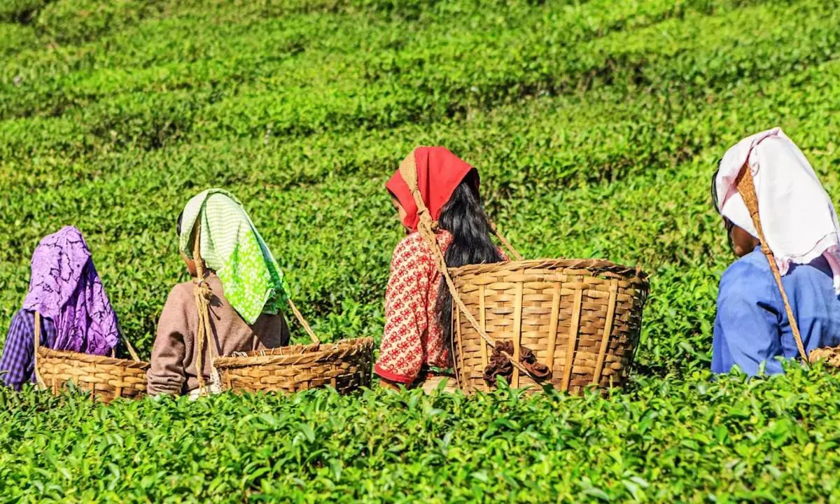 Tea production dips in June 2024