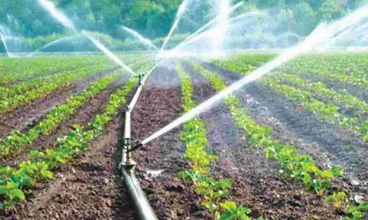 AP govt plans to subsidise drip irrigation for 3 lakh hectares