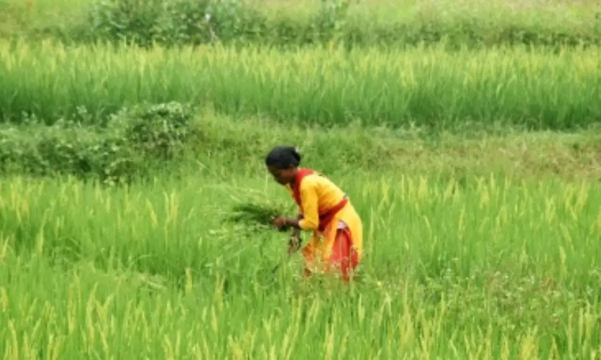 Area sown under kharif crops grows by 3 pc in current season