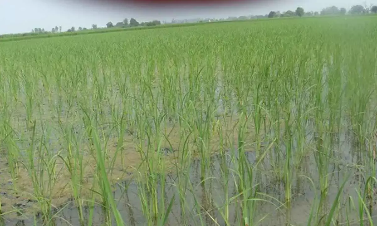 Is direct seeding of rice a solution or a new problem in disguise?