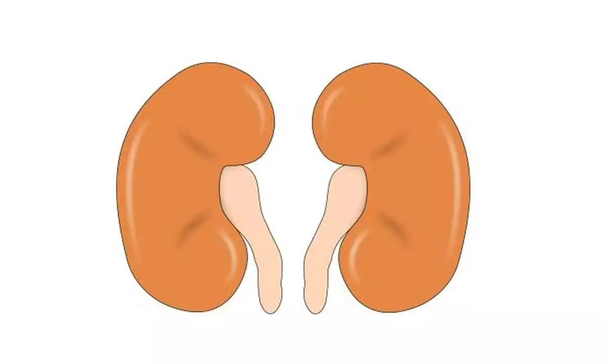 Diet rich in proteins helps lower mortality risk in CKD patients