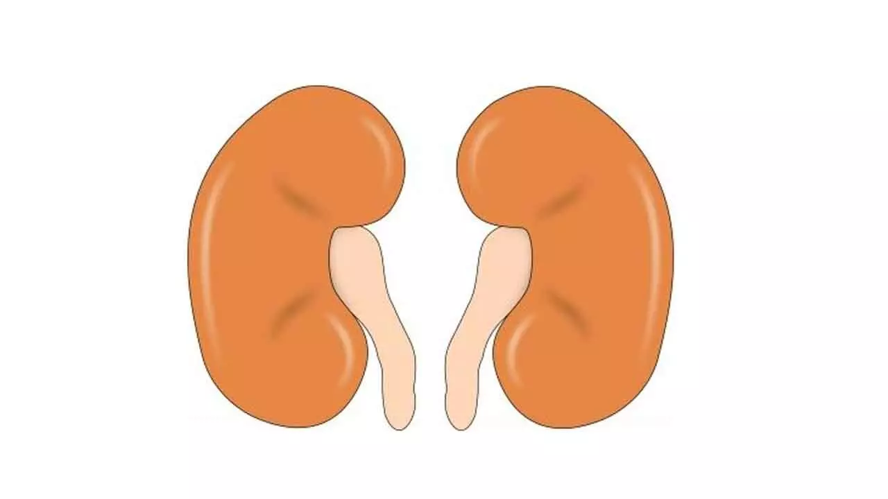Diet rich in proteins helps lower mortality risk in CKD patients