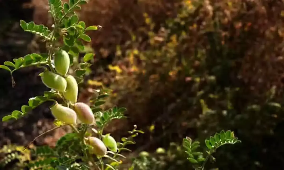 Wild genes in domestic species: How we can supercharge our crops using their relatives