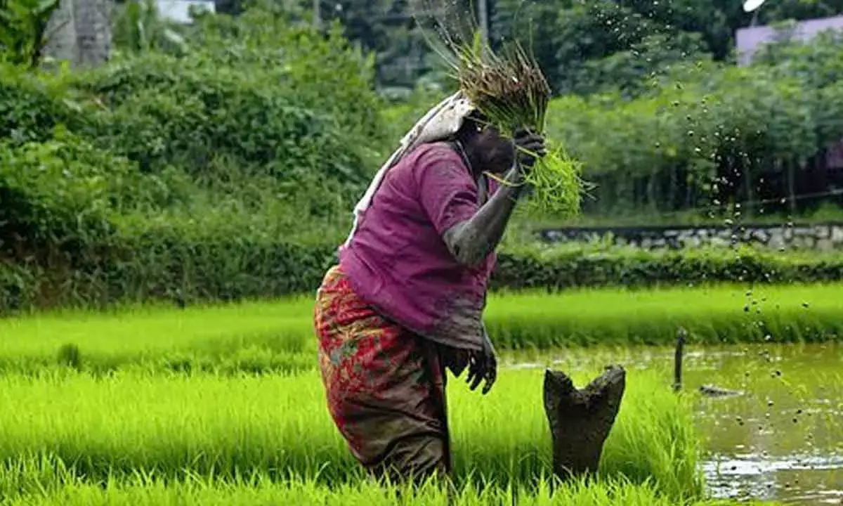 A century later, farmers’ dreams remain unfulfilled