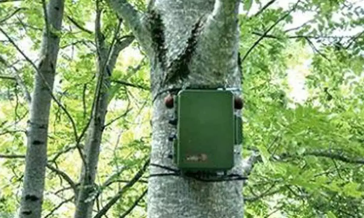 Boon to global biodiversity conservation: Ecoacoustics can transform soil health assessments