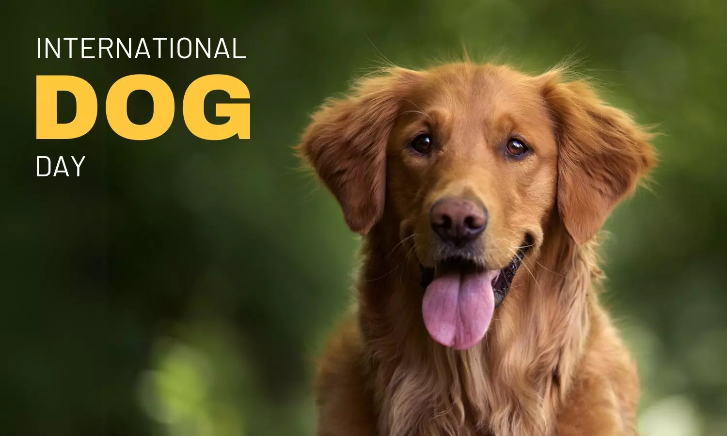 International Dog Day 2024: Celebrating Canine Companionship International Dog Day 2024: Celebrating Canine Companionship
