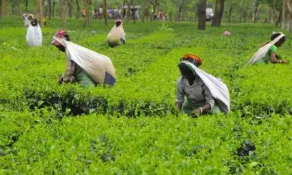 Assam to promote tourism at tea gardens: Sarma