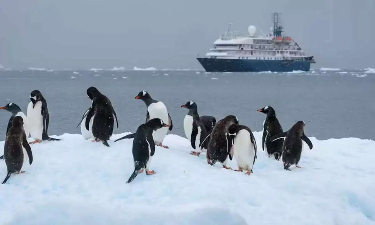 How pollution could opens door for invasive species in Antarctica