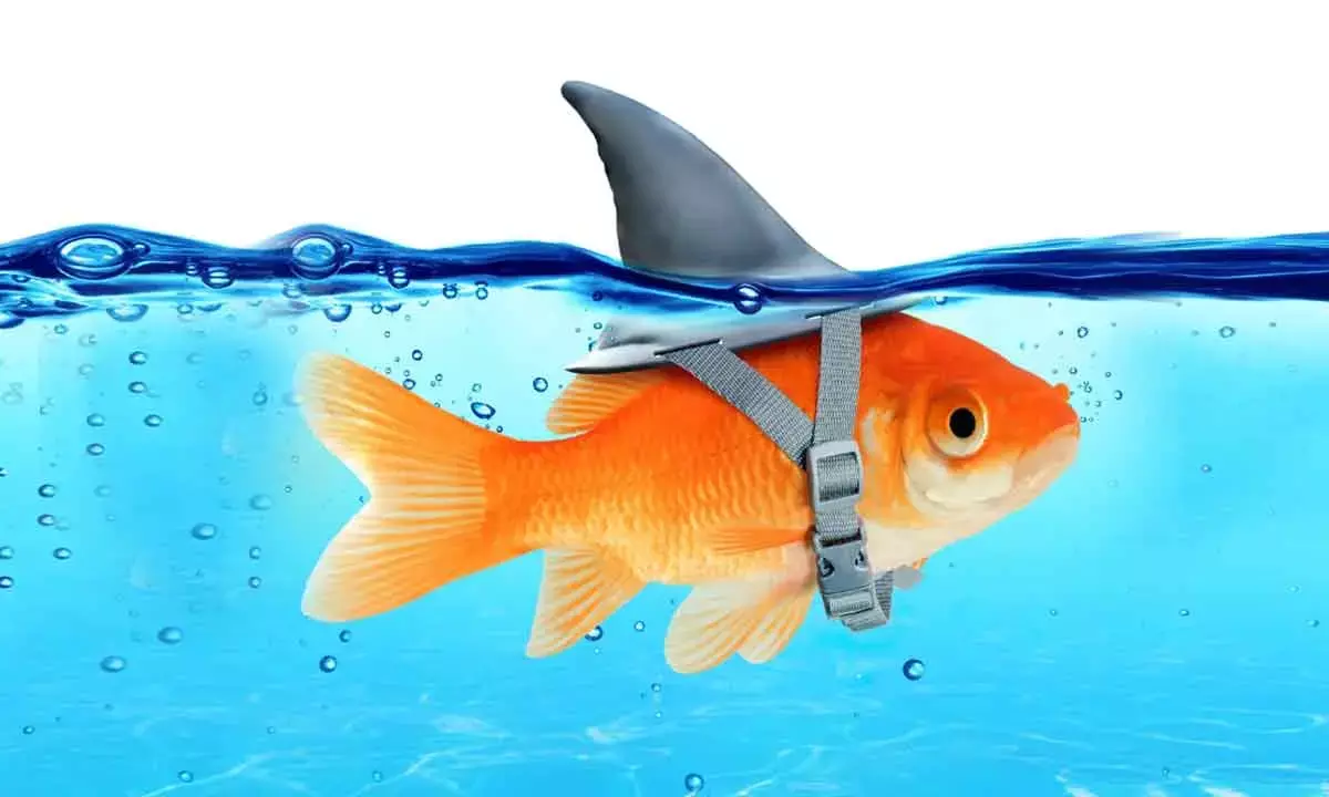 No new step from Govt to rein in misleading ads