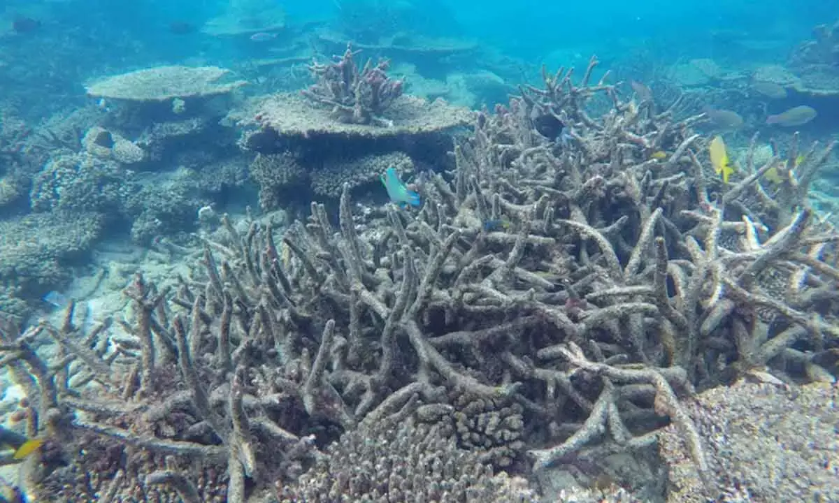 Time is running out to save the world’s largest coral reef