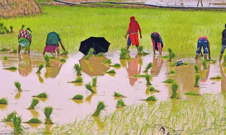 Paddy sowing up 4.29% so far in 2024-25 kharif season