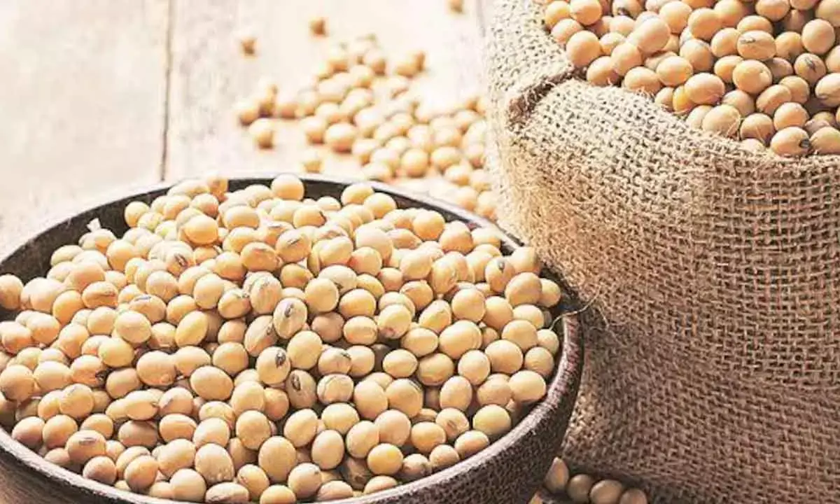 Soybean price crash underscore need for a strong MSP guarantee