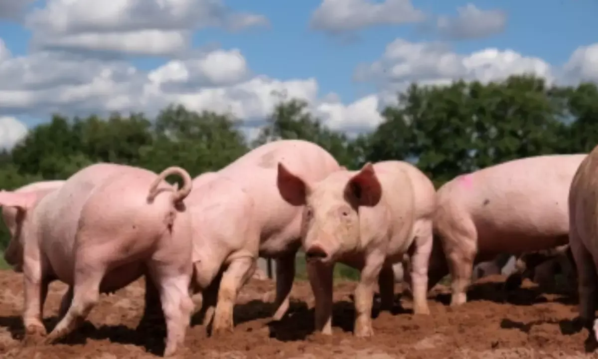 African swine fever outbreak spurs emergency response in South Korea