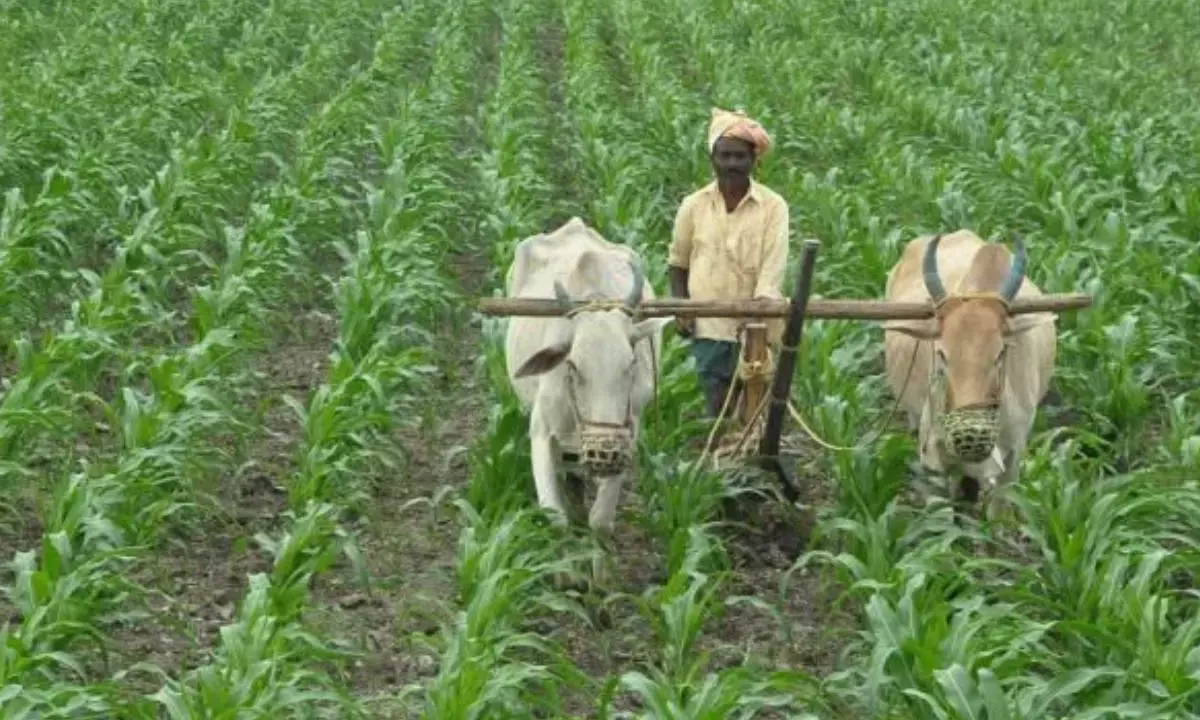 Long-lasting distress in agriculture sector doesn’t bode well for the Indian economy