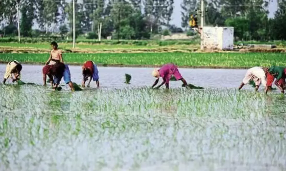 Paddy, pulses, and millet sowing area expands to 108.7 million hectares due to improved monsoon