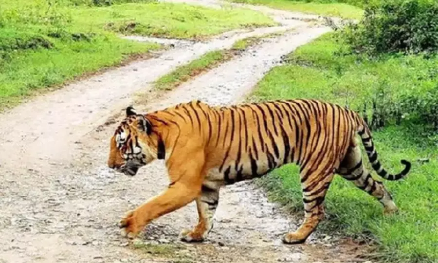 Tiger Tracks Spotted Near Madanapalle Village, Forest Officials Urge Caution