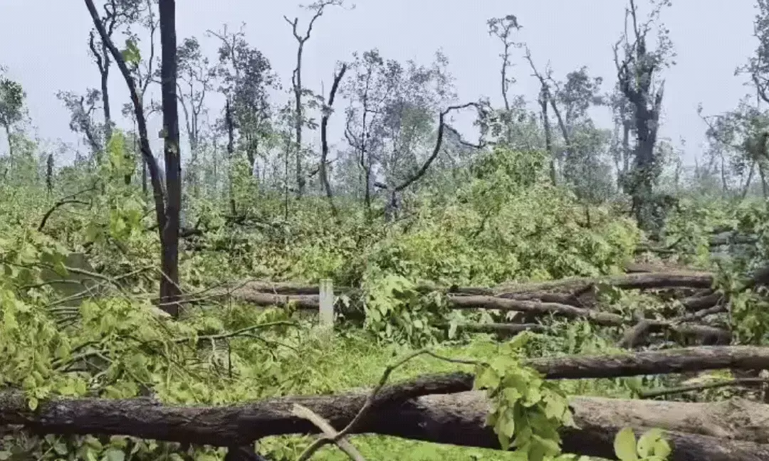Tornado-like Storm Ravages Medaram Forest, Over 1 Lakh Trees Uprooted