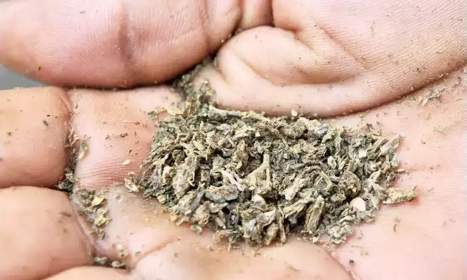 Four Held for Trafficking Ganja from Odisha; 243kg Contraband Product Seized