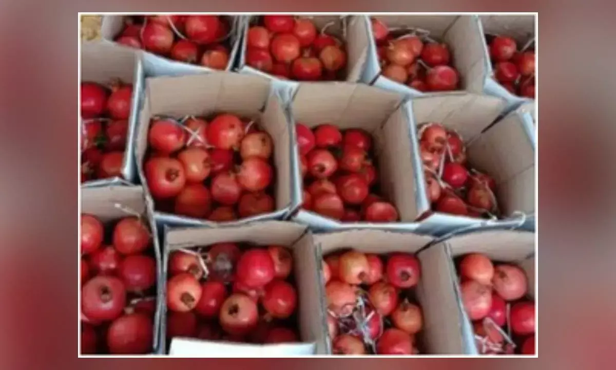 1st consignment of Indian pomegranates reaches Melbourne from Mumbai
