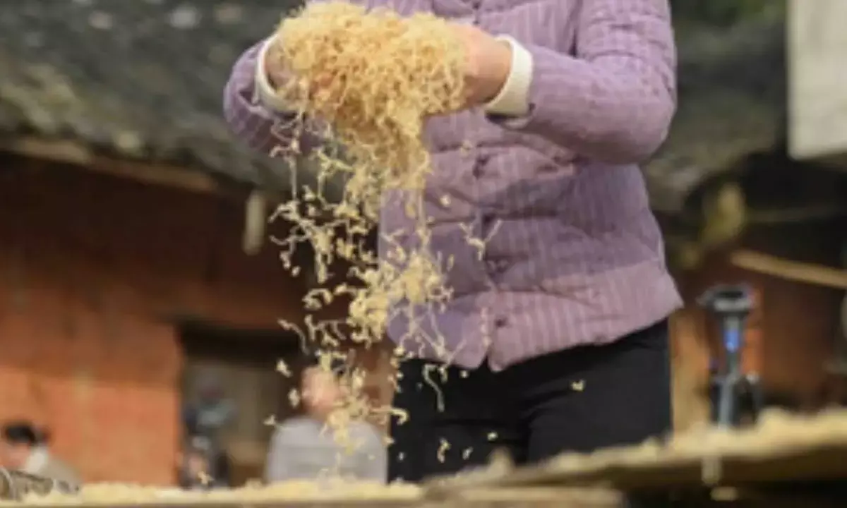 Myanmar To Produce Dried Bamboo Shoots With International Technology