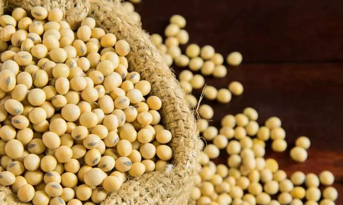 MP To Procure Soyabean Under PSS