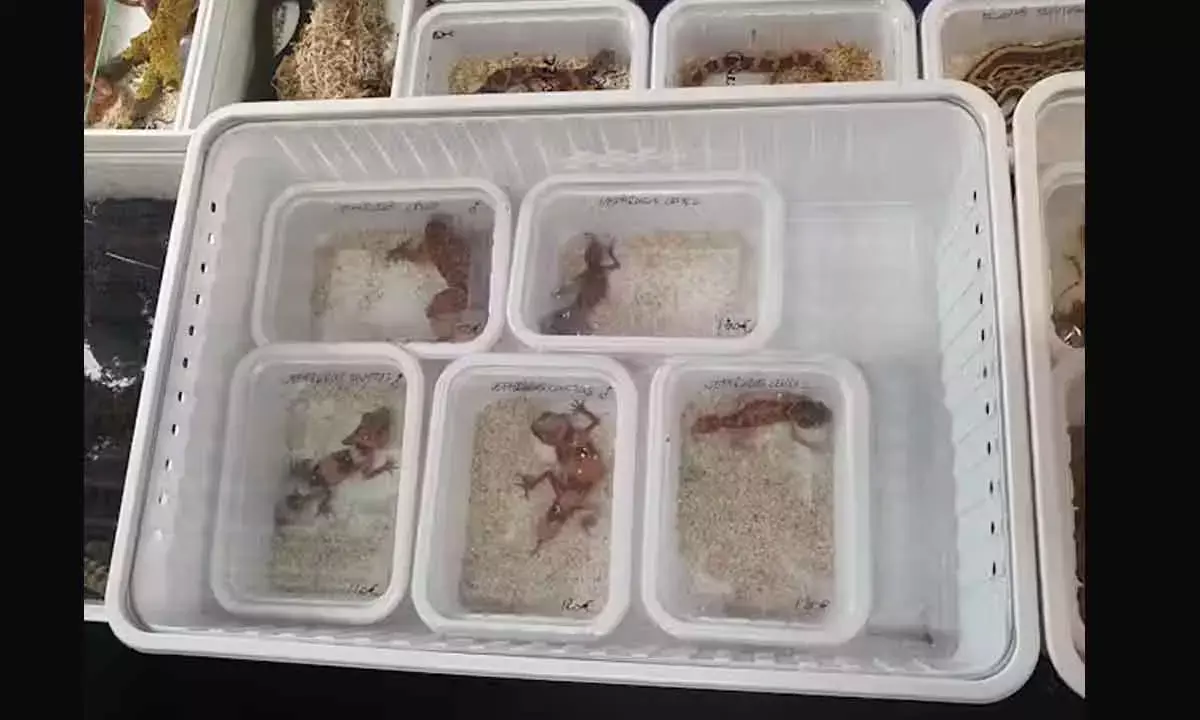 Australias Native Species At Risk Beyond Borders