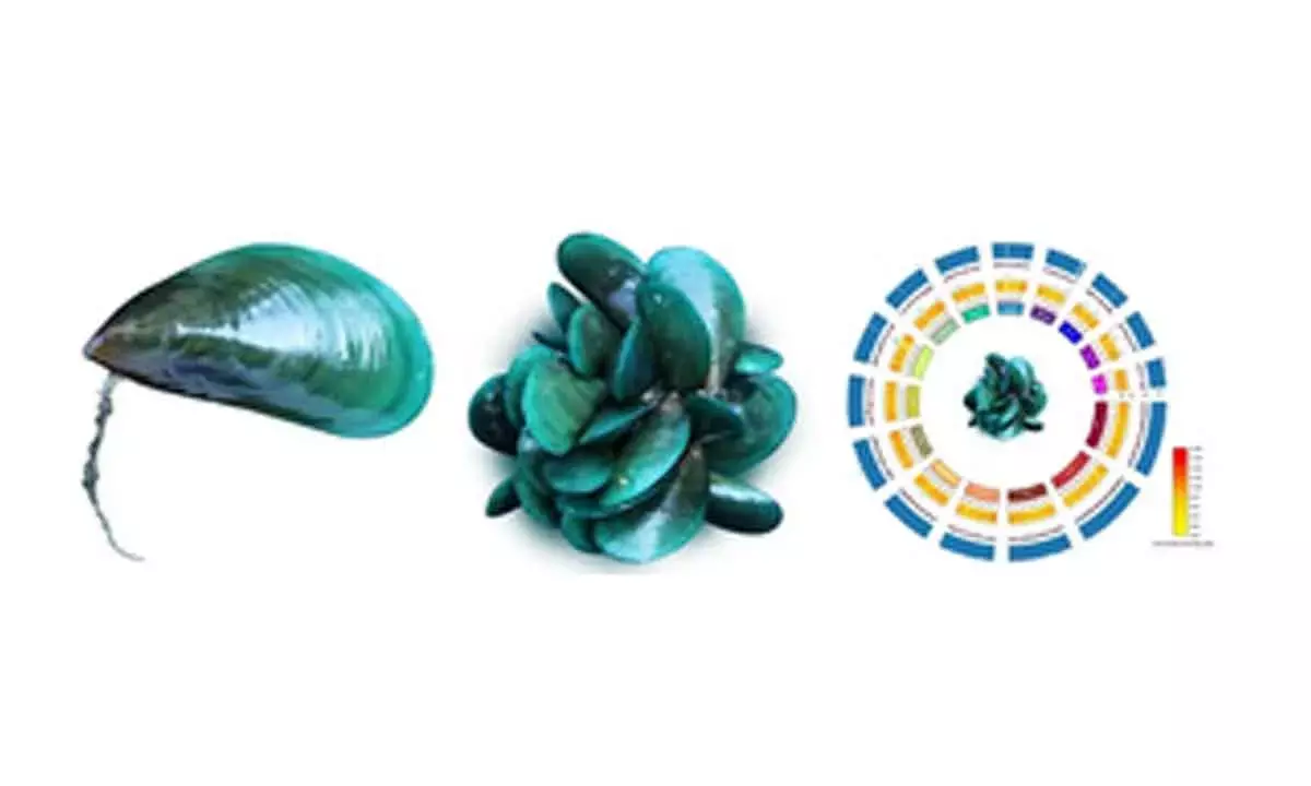 CMFRI Decodes Genome Sequence Of Asian Green Mussel