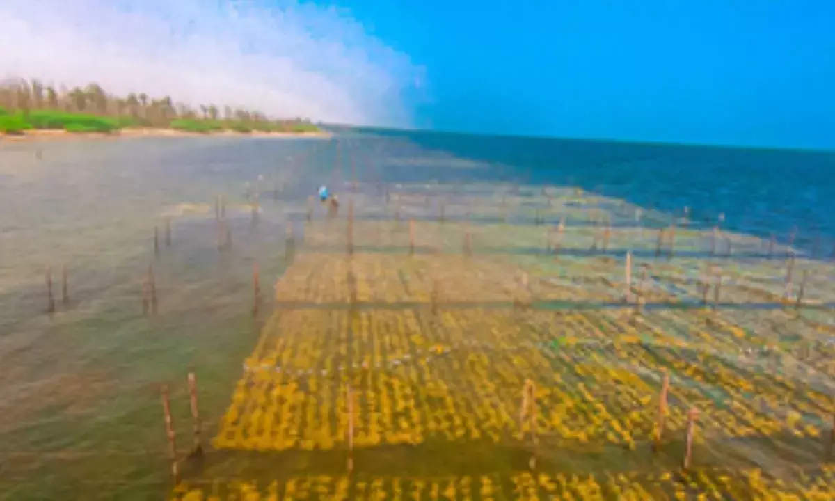 CMFRI To Be Centre Of Excellence For Seaweed Cultivation
